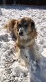 Snowmaggedon_2-2021 (2)